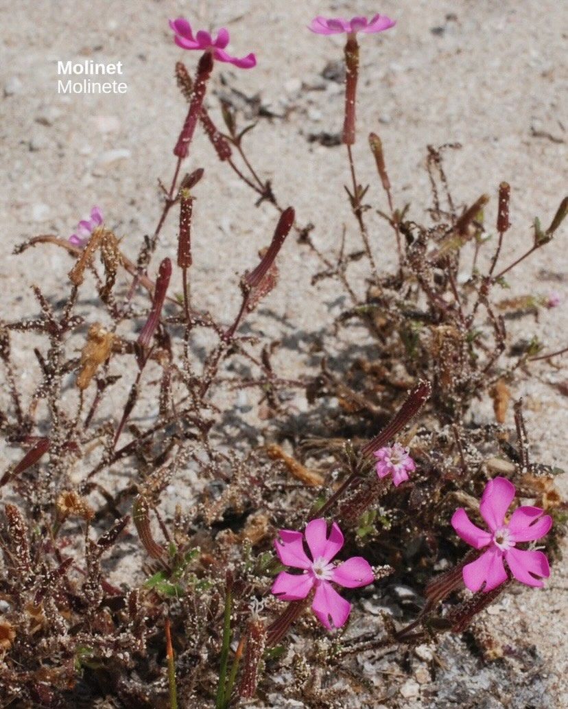 Flora autòctona de dunes a la platja natural d'Almenara