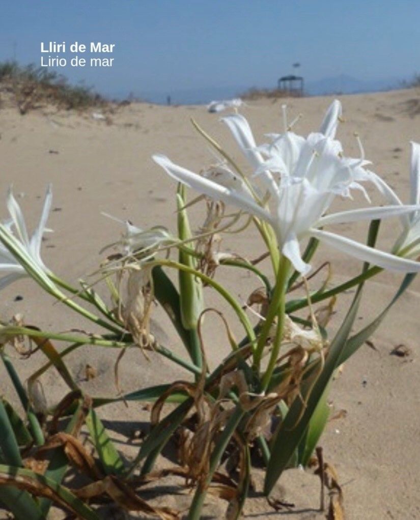 Detall de la vegetació de dunes que protegix la platja