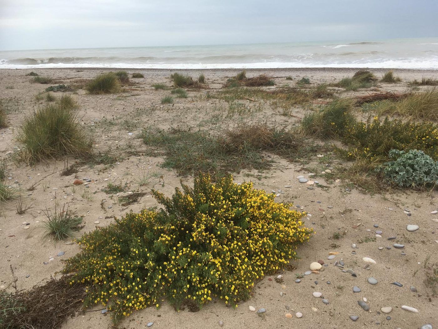 Flora autòctona en flor a les dunes de la platja natural