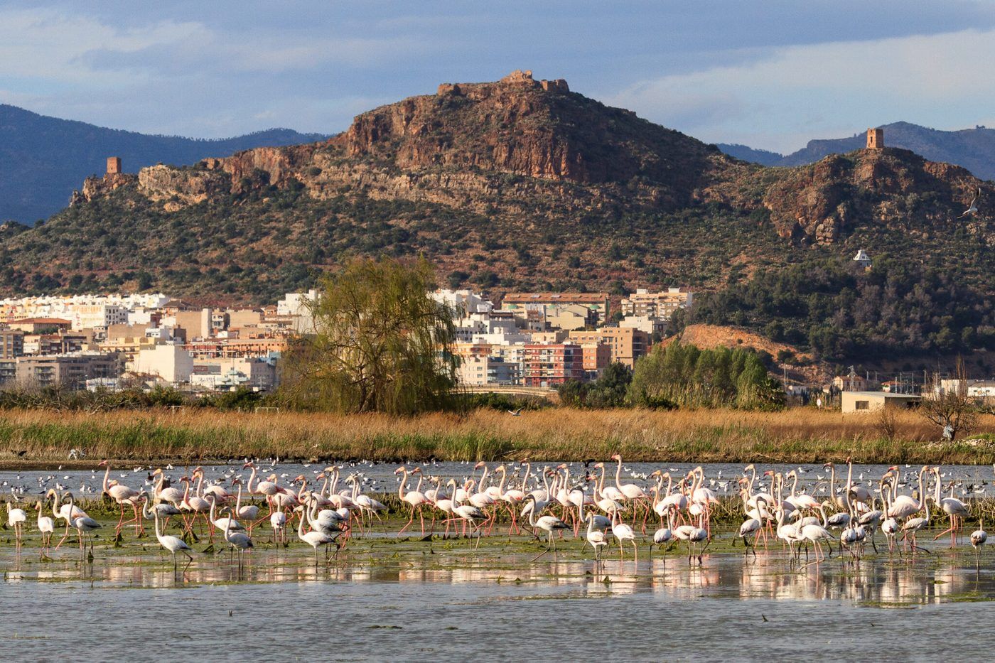 Vista des de la Muntanyeta de l'Estany sobre el litoral d'Almenara