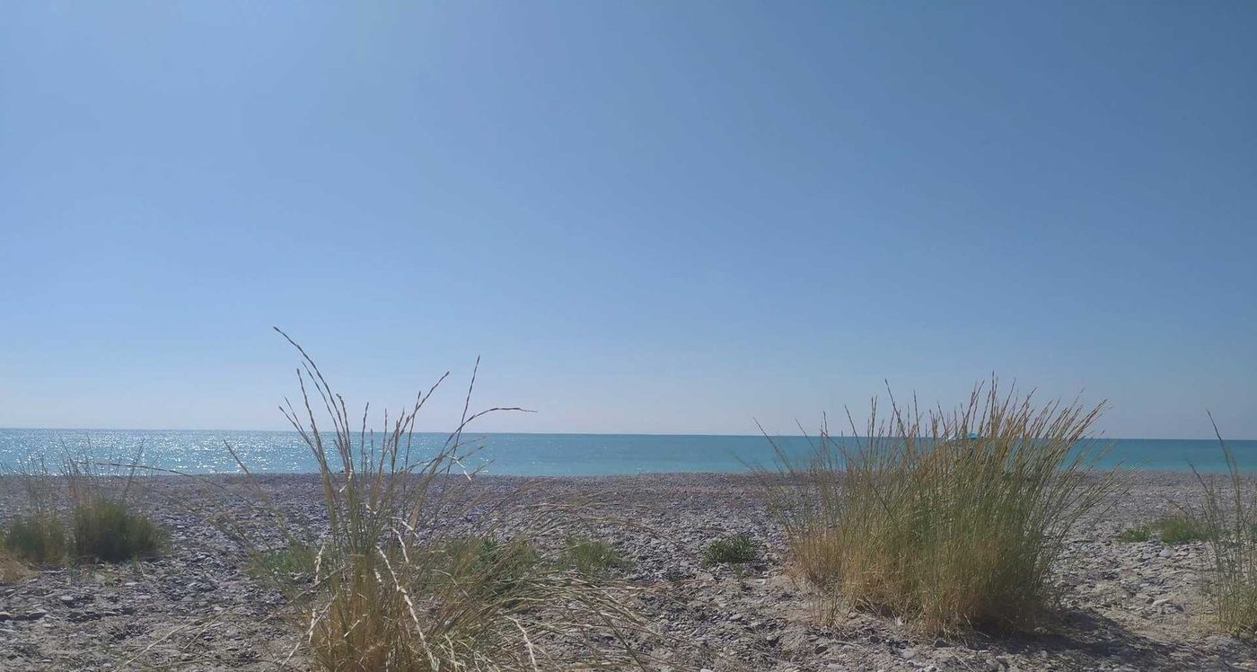 Vegetació de dunes que protegix la platja d'Almenara